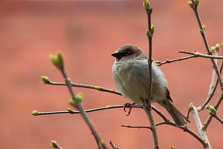 sperling, sparrow, bird, songbird, nature, branch, sitting