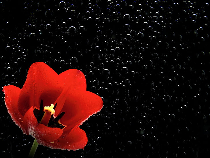 květ, květ, Bloom, Příroda, závod, jaro, červená