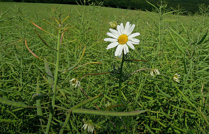 bloem, weide margerite, Marguerite, individueel, koolzaad, gebied van koolzaad, groen