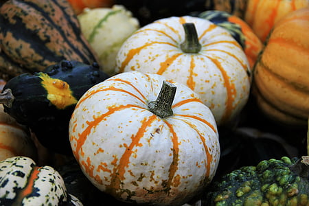 Thanksgiving, dekorative Kürbisse, saisonale Herbst Dekoration, Halloween, Dekoration, Multi-gefärbt, Grün, gelb