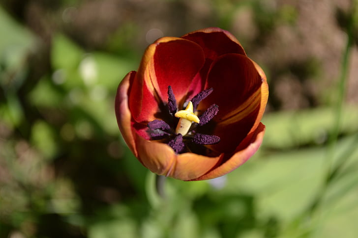 Tulip, bloem, lente, bloemblaadjes, Tulpen, natuur, plant