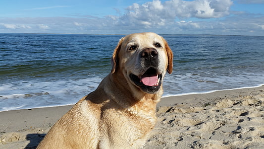 labrador sea, labrador beach, labrador holidays, retriever sea, retriever beach, retriever holidays, dog sea