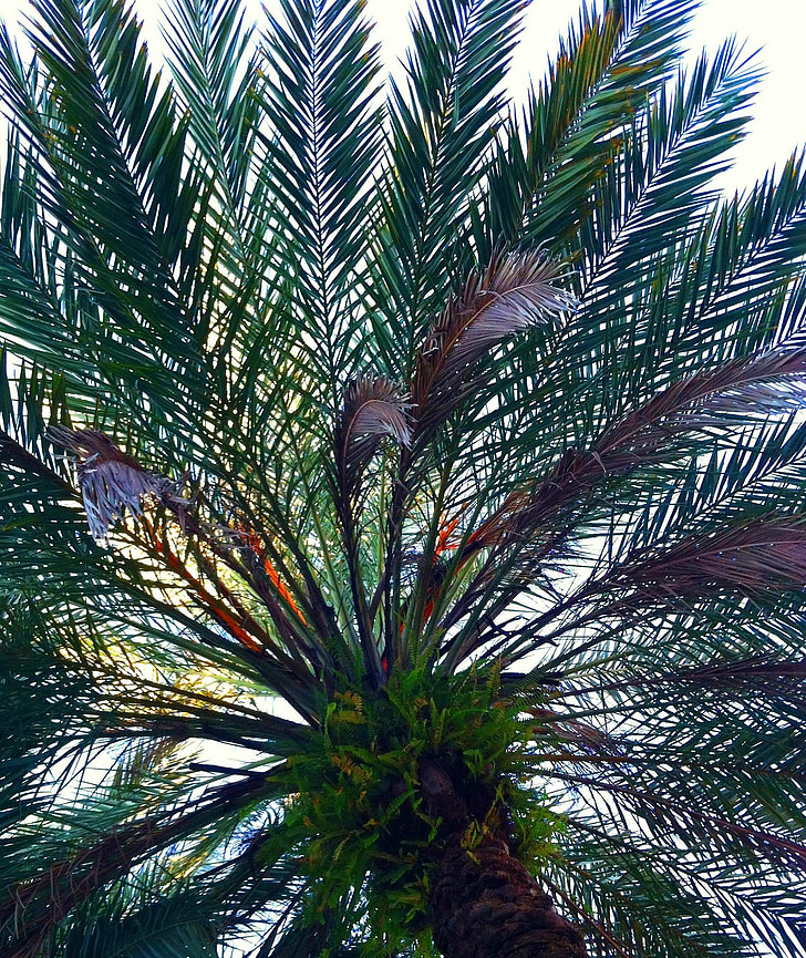 palmovih listov, drevo, tropskih, Palme, vzorec, oblikovanje, listje