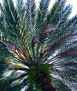 Palm fronds, copac, tropicale, palmier, model, design, frunziş