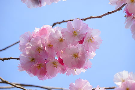 japanske kirsebærtræer, blomster, japanske blomstringen kirsebær, prydplante kirsebær, Japansk kirsebær, Cherry blossom, Blossom