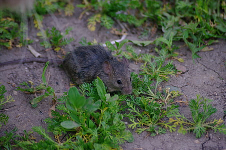 mouse, rat, grey, rodent, pest