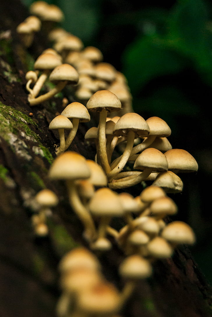 cogumelos, Natura, natureza, floresta, floresta, fungo, porta-malas
