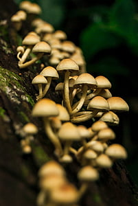 mushrooms, natura, nature, forest, woods, fungus, trunk