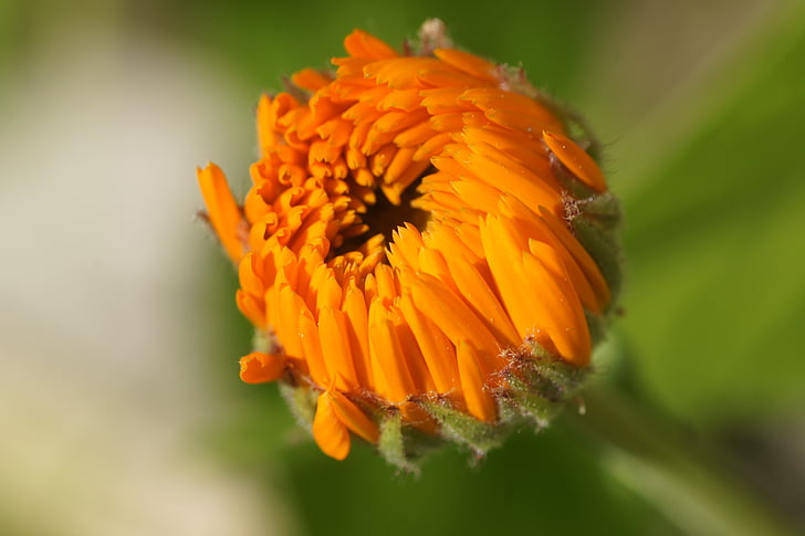 Marigold, Orange, Blossom, mekar, berkebun, Calendula officinalis, Calendula