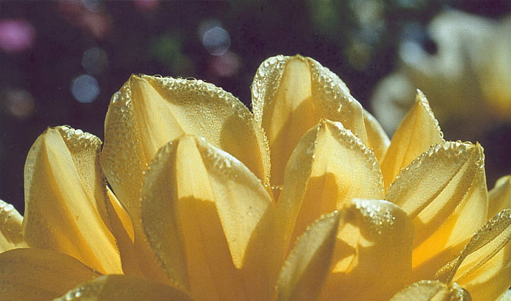 Dahlia, màu vàng, sương, cánh hoa, Hoa sinh nhật, mùa hè, Thiên nhiên