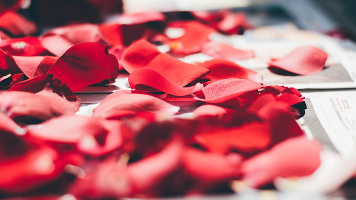 κόκκινο, πέταλα, τριαντάφυλλο, λουλούδι, γκρο πλαν, Οι άνθρωποι δεν, σε εσωτερικούς χώρους