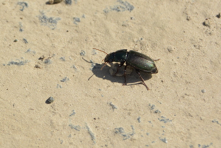 Escarabajo de la, distancia, piedra, insectos