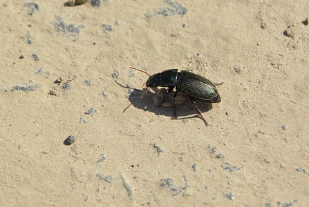 Beetle, ära, kivi, putukate