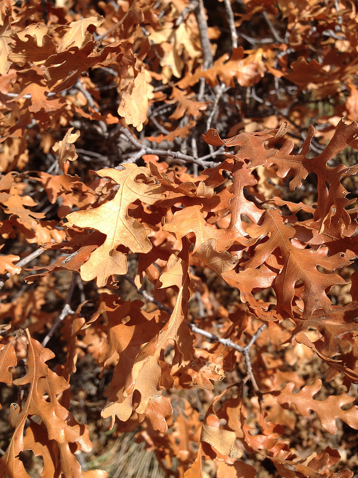 hösten, lämnar, torr, faller, lövverk, träd, Oak