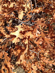 otoño, hojas, seco, caída, follaje, árbol, roble