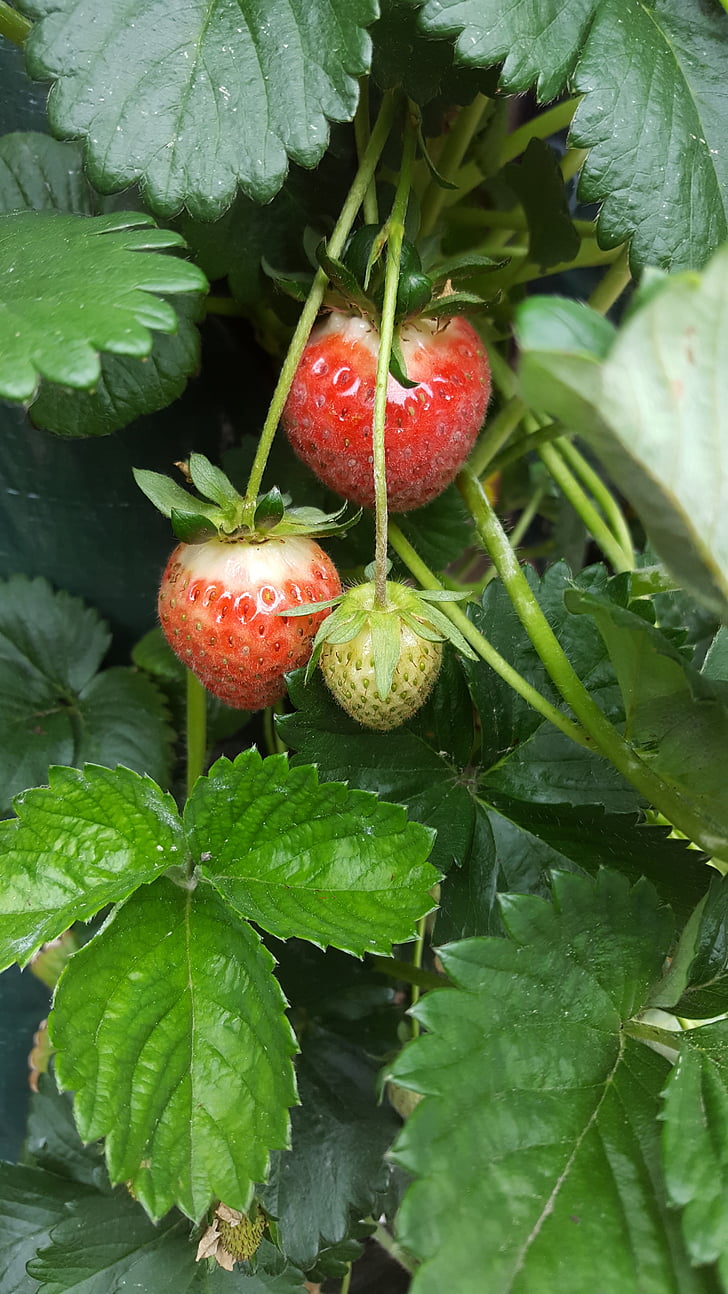 strawberry, hanging plant, plant, garden
