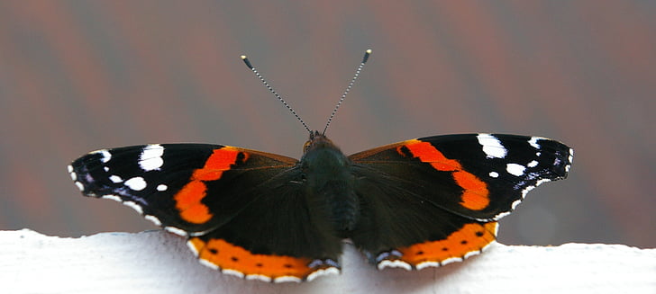 Schmetterling, Balkon-Kante, Schwarz, rot