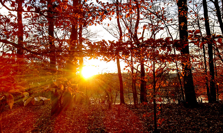 stabla, zalazak sunca, jesen, Crveni, narančasta, jesen, priroda