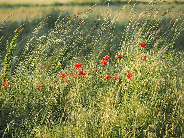 poppies, summer, field, flowers, campaign, nature, wheat