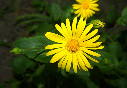 flor, flor, floración, amarillo, cerrar, planta, flor amarilla