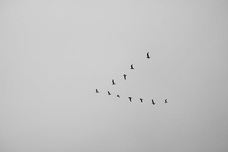 bird, animal, flying, sky, black and white, nature