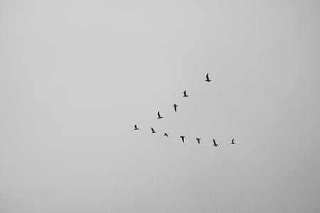 putns, dzīvnieku, lido, debesis, melnbalts, daba