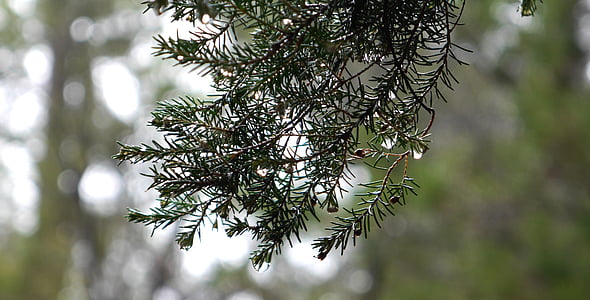 Spruce, cabang, pohon, hujan, hutan, alam, kabut