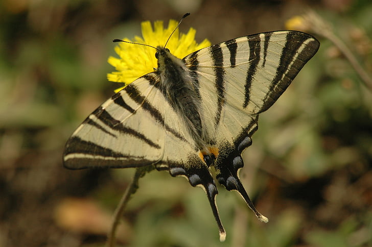 Appalachian tygr, motýl, hmyz, křídla, žlutá, květiny, léto
