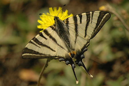 Appalachian tiger, motýľ, hmyz, krídla, žltá, kvety, letné