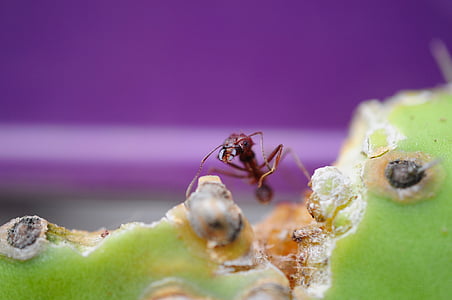ant, macro, cactus, eat, purple, nature