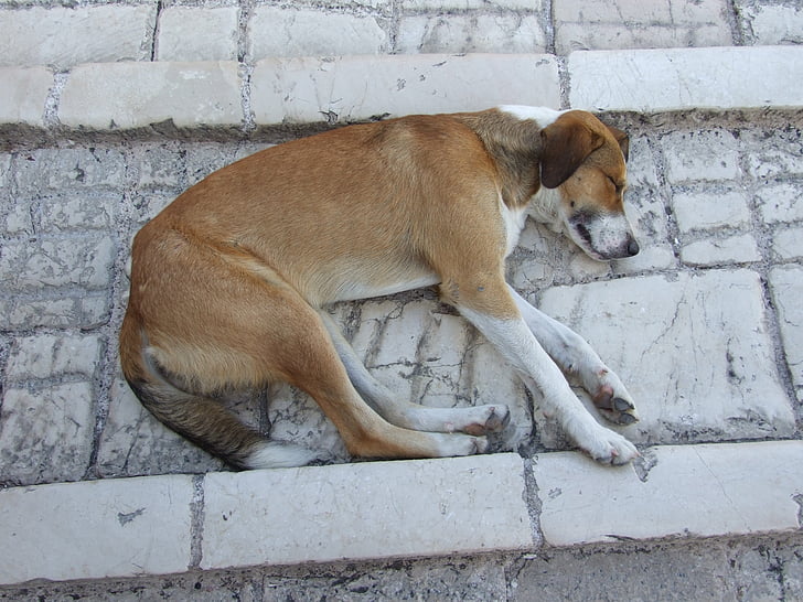 koira, väsymys, Lemmikkieläimet, Siesta