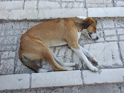 собака, усталость, Домашние животные, Сиеста