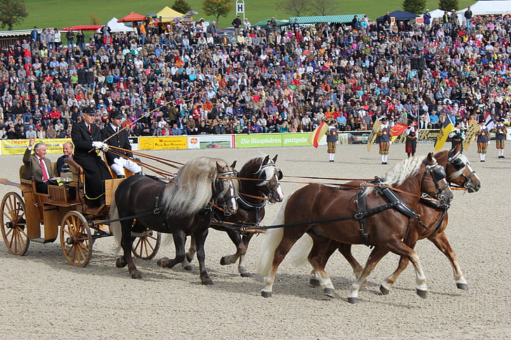 Marbach, koně, hřebec parade, aréna, Schwarzwälder kaltblut, tým