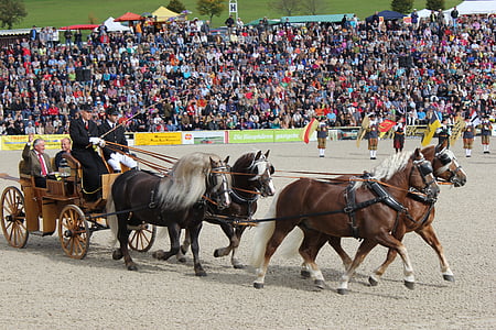 Marbach, chevaux, défilé de l’étalon, Arena, Schwarzwälder kaltblut, équipe