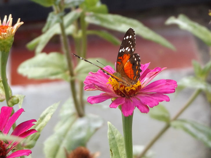Motyl, w, The, ogród, Natura, owad, kwiat