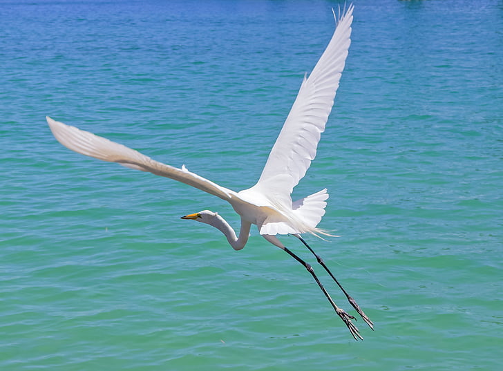 heron, flying, over the sea, clearwater bay, water bird