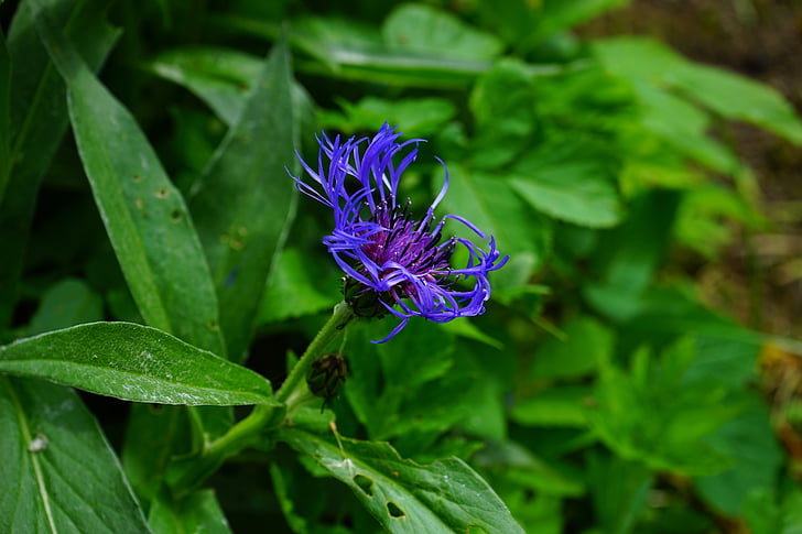 Kornblume, Blume, Blüte, Bloom, Blau, lila, violett