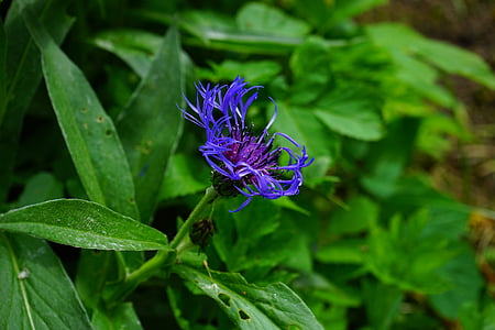 矢车菊, 花, 开花, 绽放, 蓝色, 紫色, 紫罗兰色