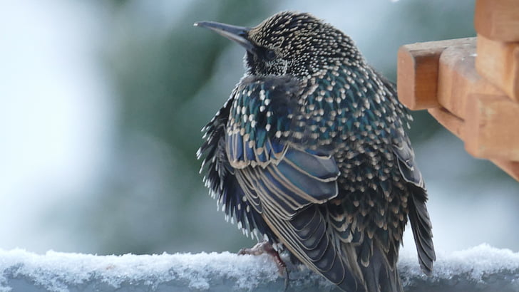 madár, téli, hó, madarak, Songbird