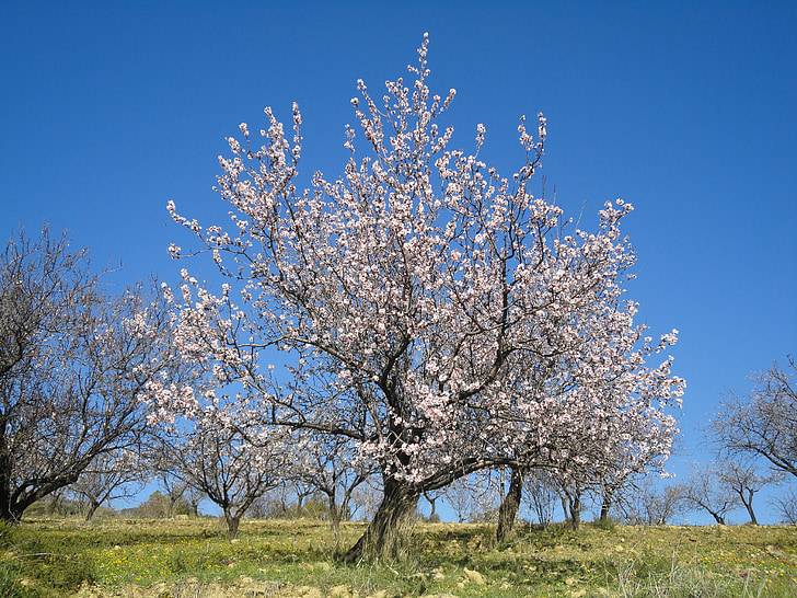 mandel blomster, våren, Spania, Ronda, Andalusia, himmelen, Almond tree