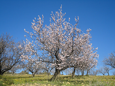 mandel blossom, forår, Spanien, Ronda, Andalusien, Sky, enebærtræet