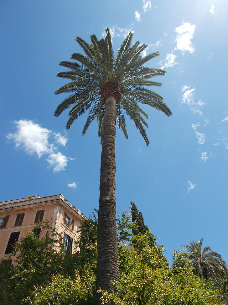 palm, tree, mediterranean, sky, palm leaves, palm Tree, blue
