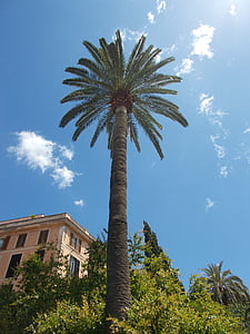 Palm, copac, Marea Mediterană, cer, frunze de palmier, palmier, albastru