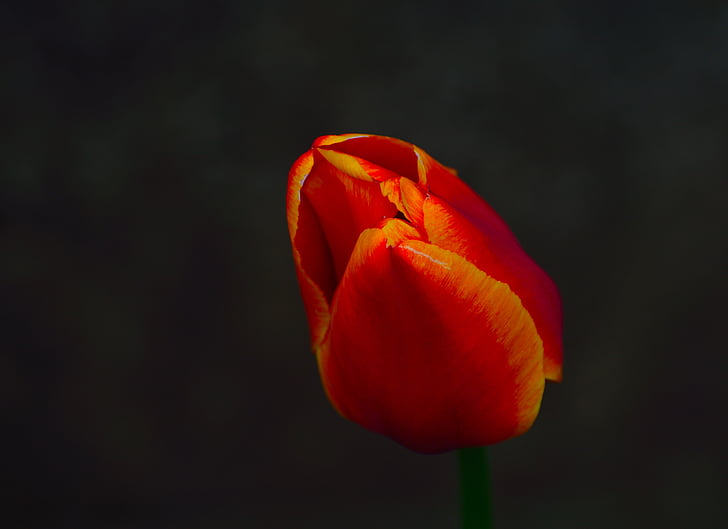 Tulip, flor de primavera, floración, parques de Niágara, Ontario, flora, macro
