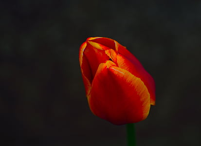 Tulip, fleur de printemps, Bloom, Parcs du Niagara, l’Ontario, flore, macro