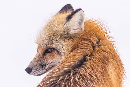 red fox, wildlife, snow, portrait, sitting, nature, predator