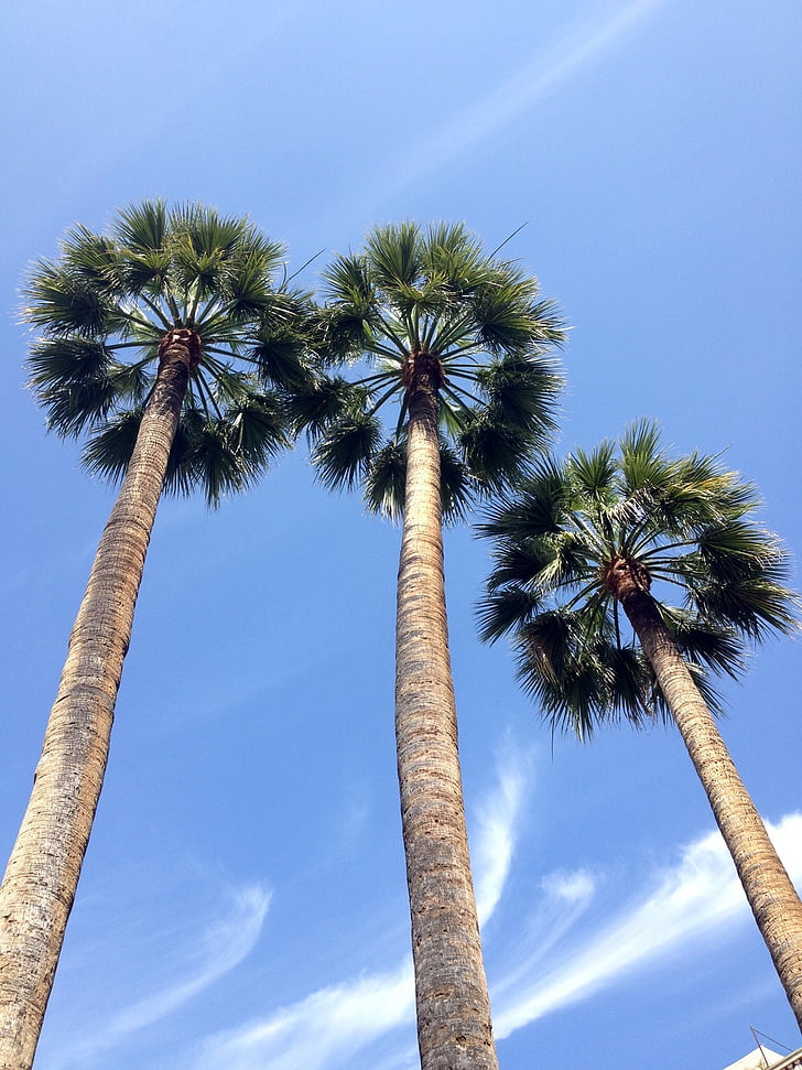 palmy, błękitne niebo, drzewo, chmury, palmy, Tall - wysoka, klimat tropikalny