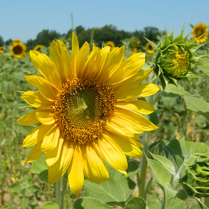 слънчоглед, лято, цвете, поле, жълто, Селско стопанство, Слънчев