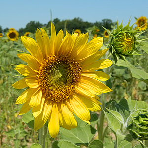 sunflower, summer, flower, field, yellow, agriculture, sunny