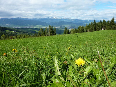 dandelion, meadow, mountains, pointed flower, nature